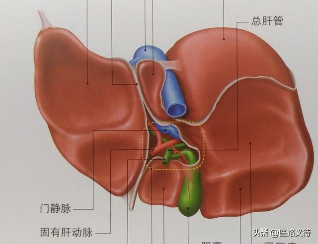 肝髒解剖示意圖（肝髒的功能）1