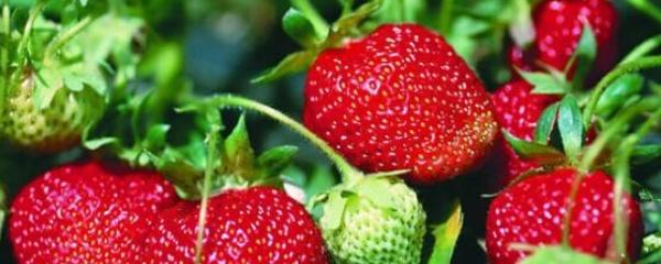 草莓的種植方法和管理技能（草莓種植技術及日常管理）1