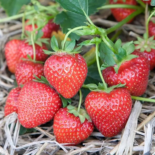 适合家庭種的草莓品種（5種真正的家庭盆栽草莓品種）5