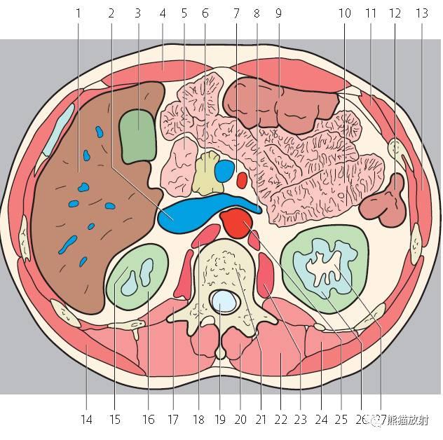 肝總管ct解剖位置（收藏上腹部CT斷層）29