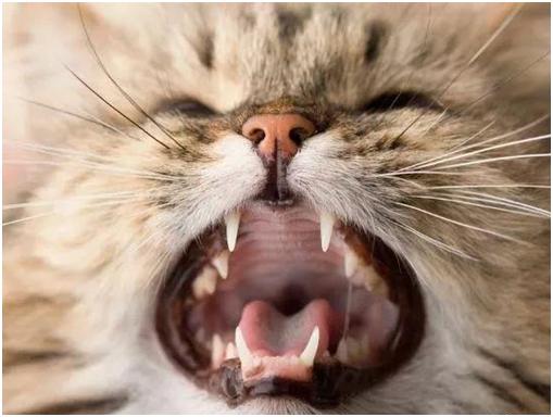貓咪換牙齒的時候天天要刷牙嗎（什麼貓也有換牙期）1