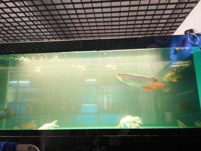 魚缸裡的魚為什麼都往外吐水（魚缸反水有多可怕）1
