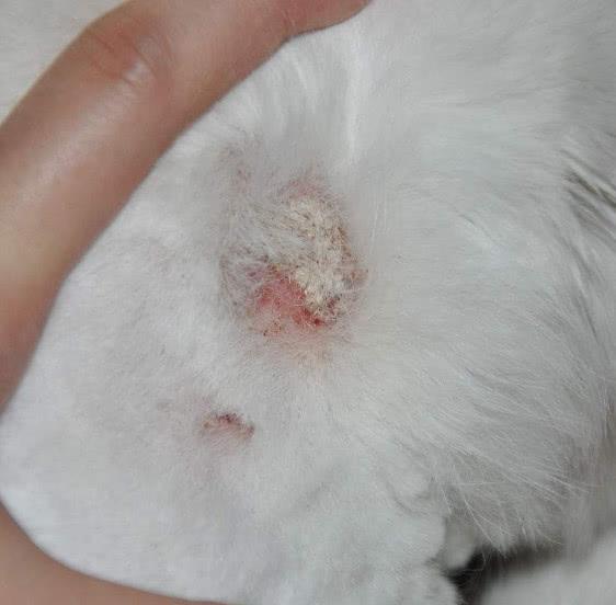 貓咪患了貓癬有什麼症狀（貓咪患皮膚病主要由什麼原因引起）1
