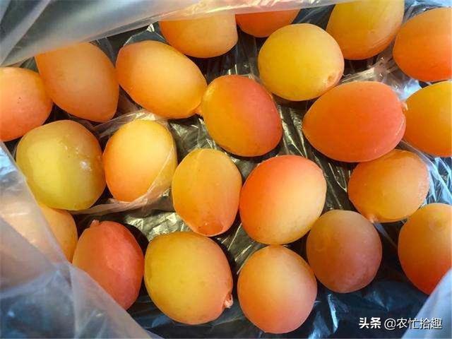 浙江最便宜的果子（西南最鮮豔的果子）4