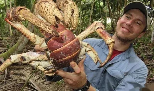 世界上最大椰子蟹（海洋之大椰子蟹最奇葩）3