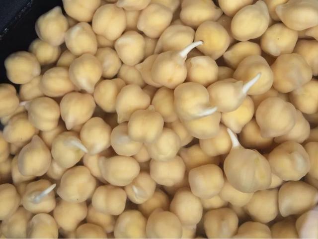 高蛋白鷹嘴豆（風靡世界的優質植物蛋白--鷹嘴豆）14