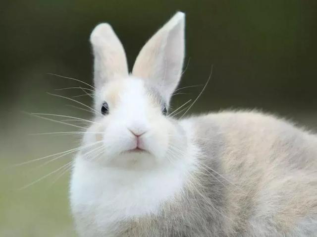 養兔技術長毛兔多産毛的5個措施（家兔最佳生存環境及調控措施）1