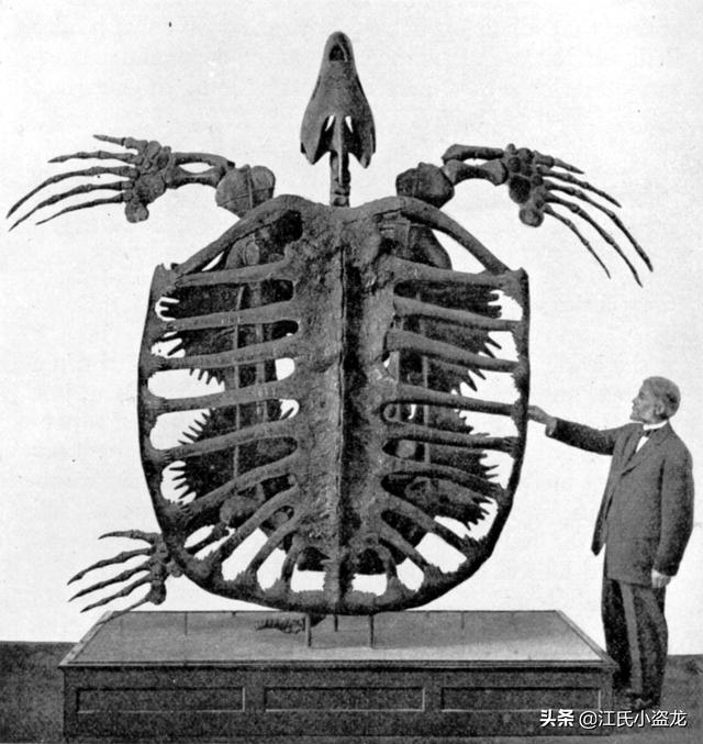 世界上體型最大的海龜是什麼龜（背殼能停小汽車的遠古巨龜）2