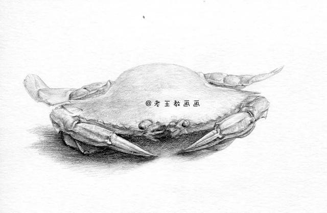 畫螃蟹最簡單畫法（教你畫一隻大螃蟹）10
