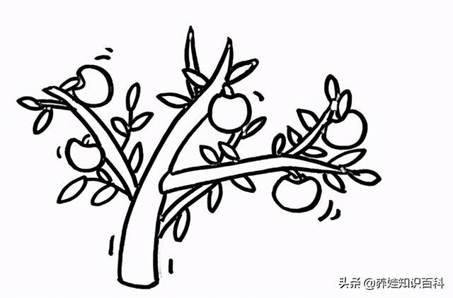 蘋果樹怎麼畫非常難（一步一步教給你）4