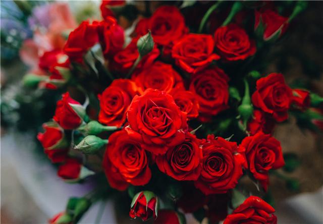 象征愛情的玫瑰花（象征愛情和美麗的玫瑰）1