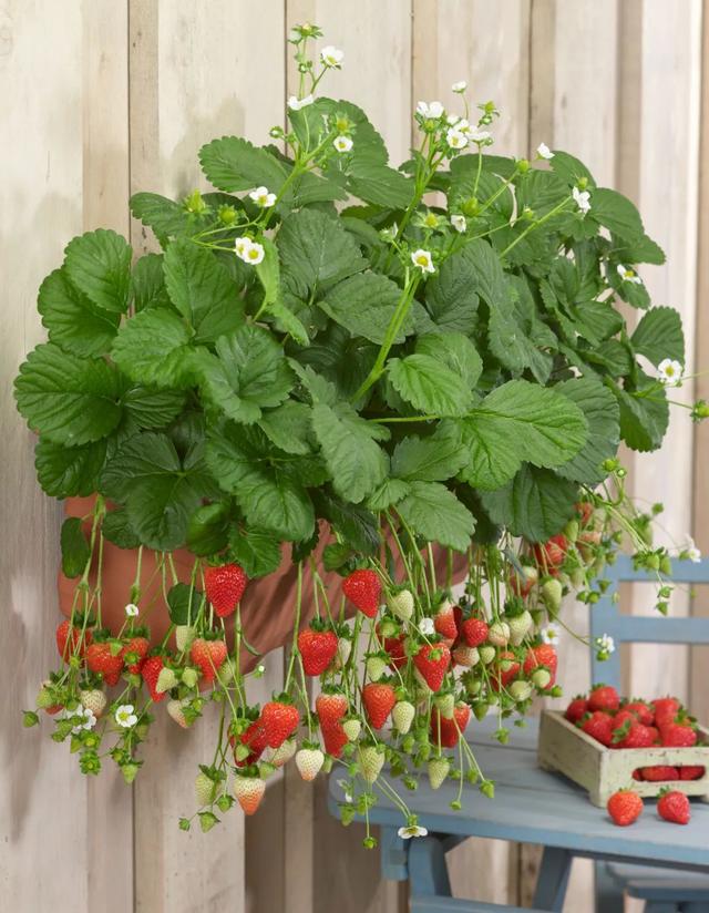 适合家庭種的草莓品種（5種真正的家庭盆栽草莓品種）8