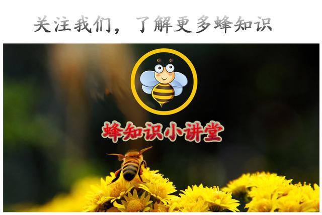 怎麼保存蜂蜜最好（家庭如何保存蜂蜜）2