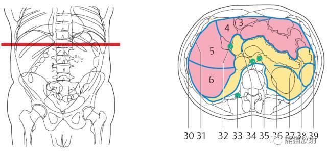 肝總管ct解剖位置（收藏上腹部CT斷層）24