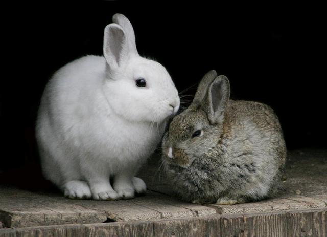兔子為什麼一直顫抖（兔子的自然行為不能人為改變）4