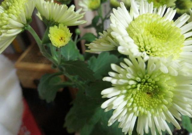 盆栽菊花怎麼養開花快（5種菊花養在家裡）6