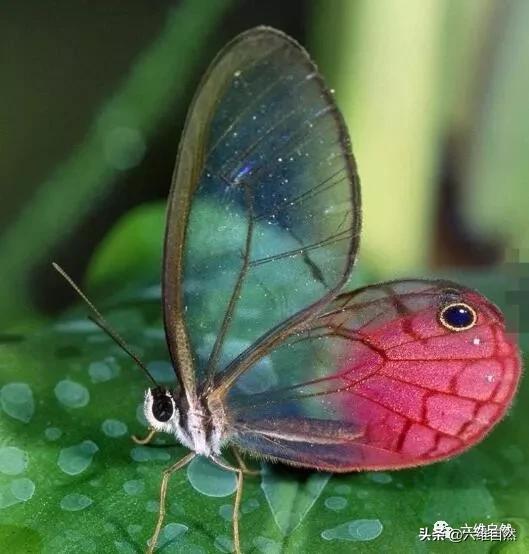 世界上隐身蟲（中南美洲有一種透明的蝴蝶）2