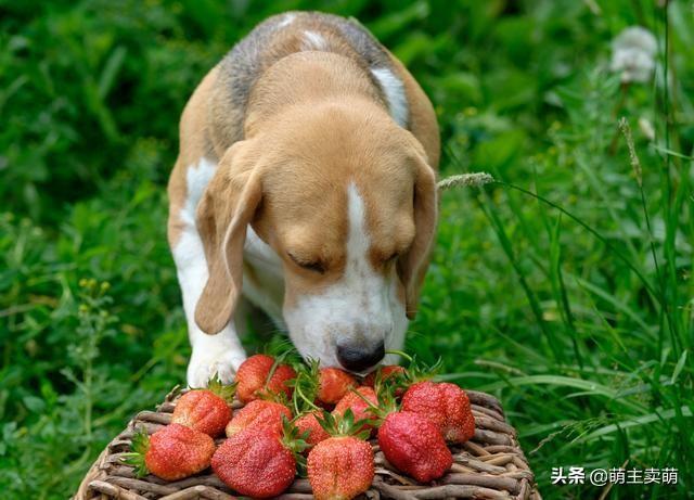 狗狗可以吃西番蓮嗎（常見的水果蔬菜哪些是狗狗可以吃哪些又是不可以吃的）4