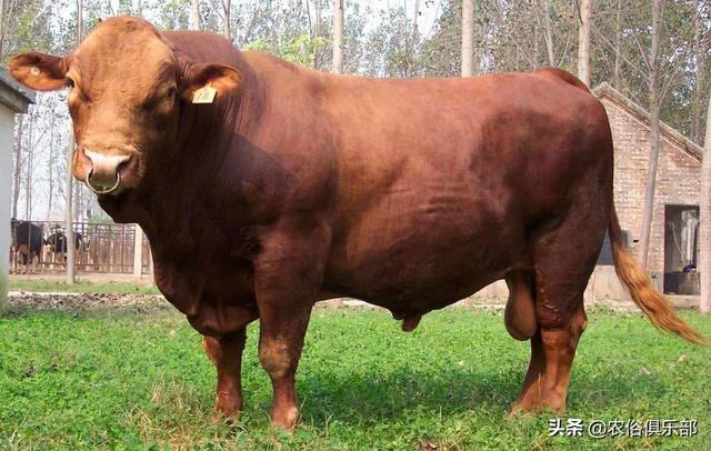 農村養肉牛還是養土黃牛好（都愛養這5種黃牛）12