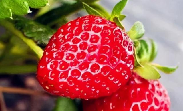 适合家庭種的草莓品種（5種真正的家庭盆栽草莓品種）16