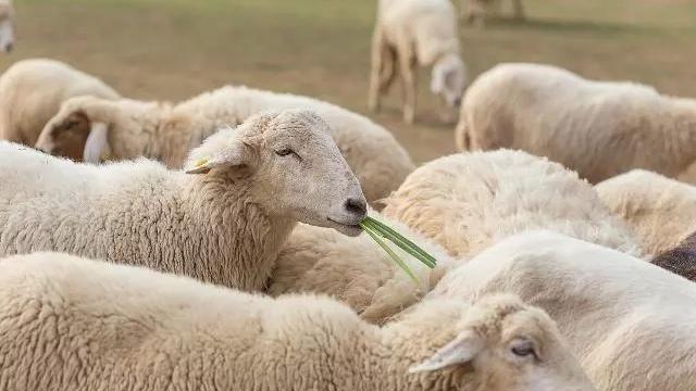 分享個人養羊經驗和養羊技術（老李養羊是如何籌備飼草的）1