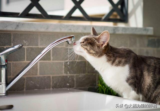 貓咪不吃不喝能喝水嗎（貓咪不能喝生水）7