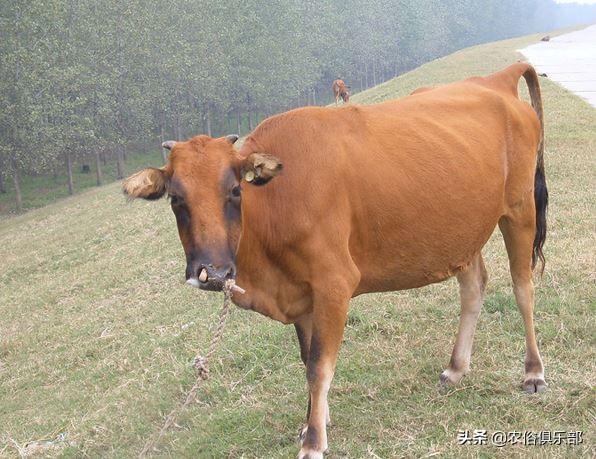 農村養肉牛還是養土黃牛好（都愛養這5種黃牛）15