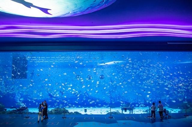 上海哪個海洋館最值得去（上海交通最便捷的海洋館）1