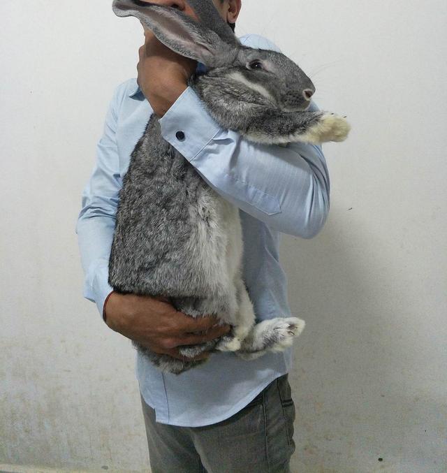 世界上最大的兔子成精了（英國出現兔王家族）6