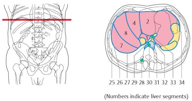 肝總管ct解剖位置（收藏上腹部CT斷層）7