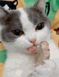 貓咪最好吃什麼肉（這5種肉也超級适合貓咪吃）17