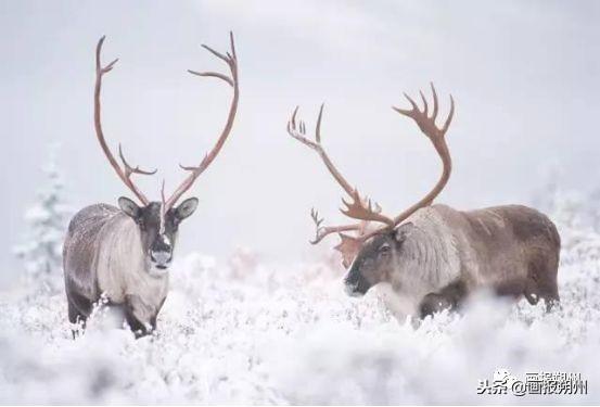 過冬必備的10種動物（關注冬天到了野外的動物是怎麼過冬的呢）15