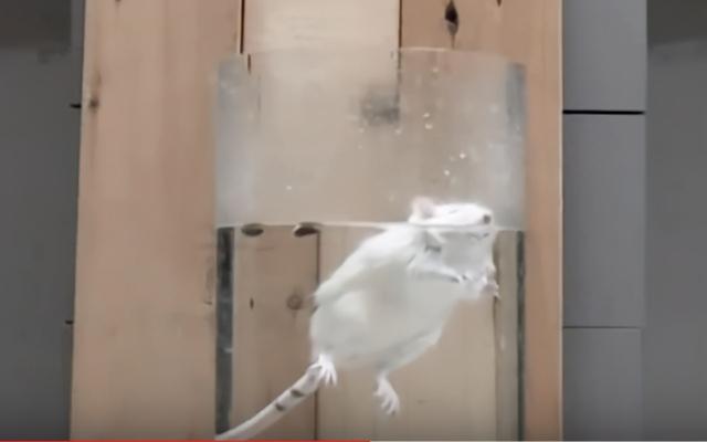 科學家隔離老鼠的實驗（邪惡的動物實驗）1