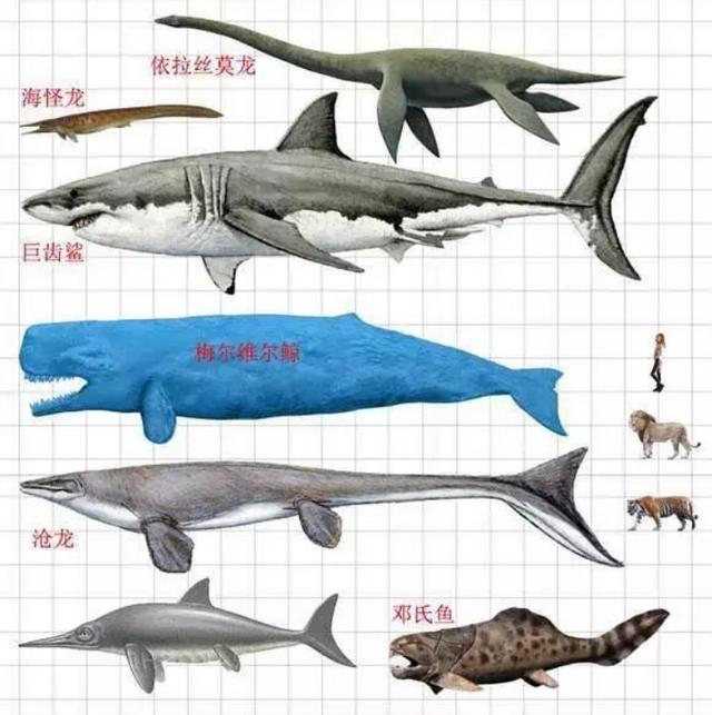 巨齒鲨和滄龍誰更大呢（王者之間的對決）5