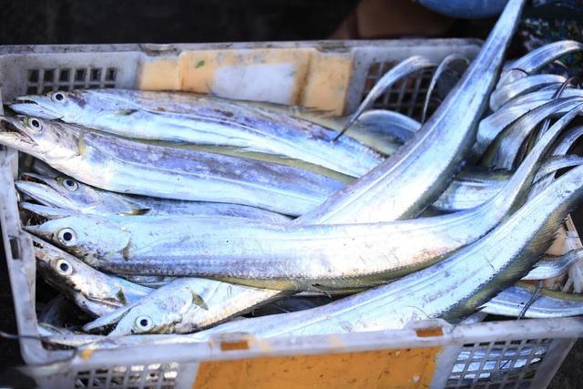 适合人工養殖的魚排名（老漁民推薦的這6種魚）3