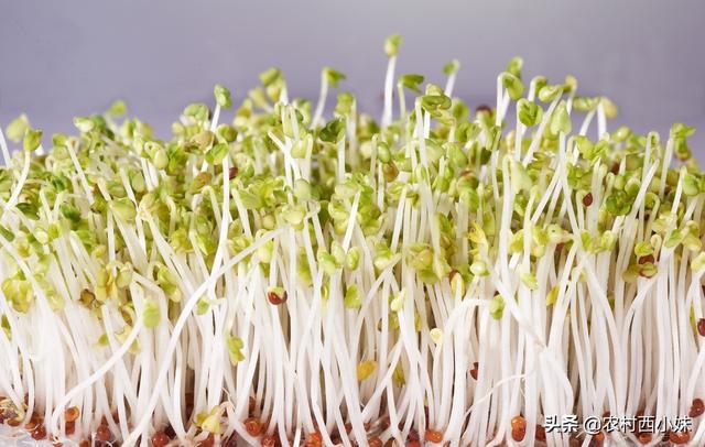 種植好的豆芽怎麼處理（想要種植好豆芽要做好哪些）3