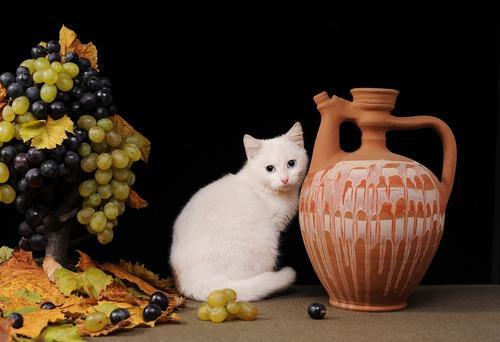 貓不能吃葡萄幹嗎吃了怎麼辦（貓咪吃了葡萄幹真的會危及生命嗎）1