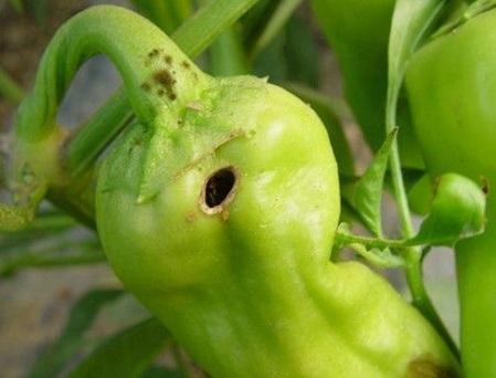 辣椒的生長周期和病蟲害（辣椒進入結果盛期）4