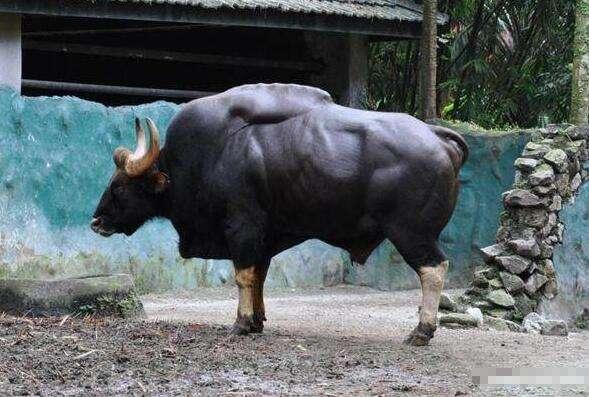 世界上體型小的牛（世界上最大的牛）6