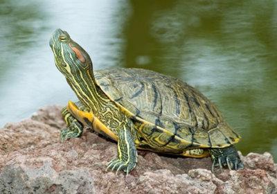 亞洲巨龜多久能長到50斤（象龜體重可達600多斤）1