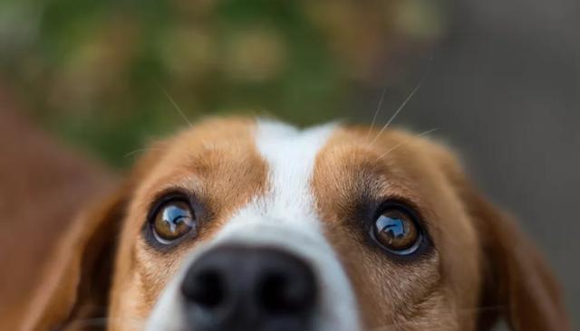 狗狗眼睛病初期症狀（小心這3種眼睛炎症）8