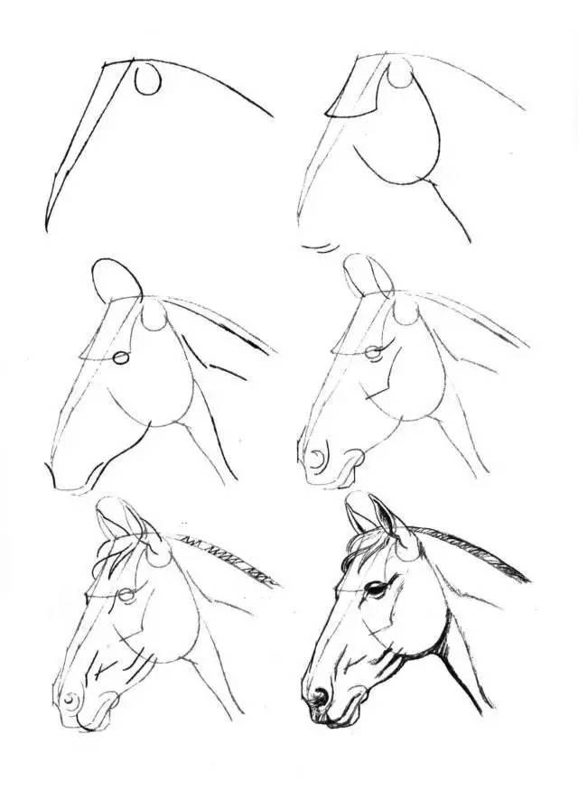 怎麼畫馬最簡單最好看帥氣（幹貨不會畫馬教你40種馬的結構畫法）28