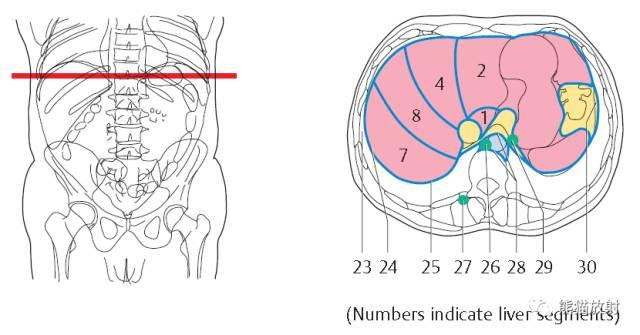 肝總管ct解剖位置（收藏上腹部CT斷層）11