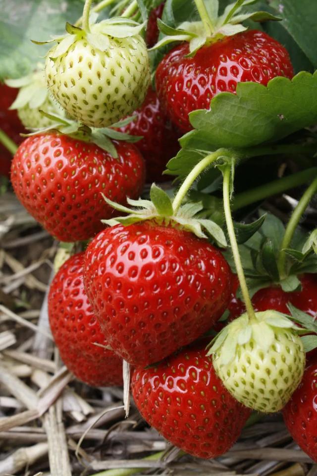 适合家庭種的草莓品種（5種真正的家庭盆栽草莓品種）7