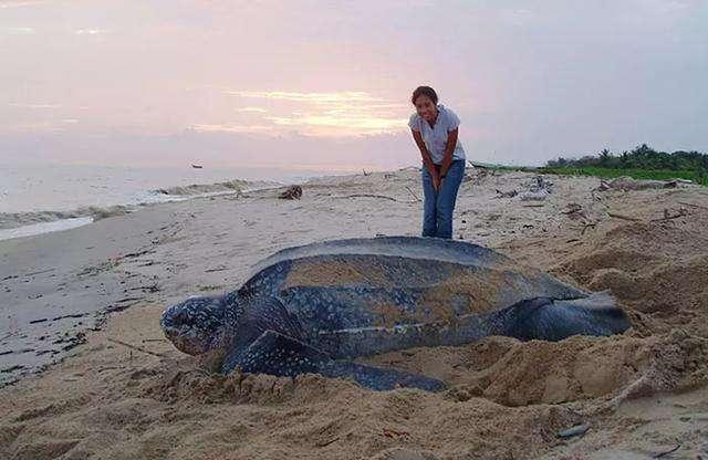 亞洲巨龜多久能長到50斤（象龜體重可達600多斤）7