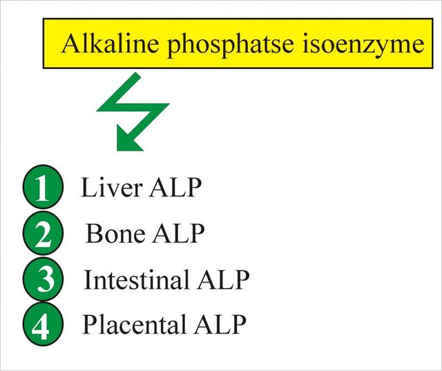 堿性磷酸酶超了參考值40正常嗎（一個被誤解的肝功能指标）4