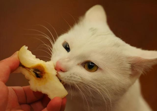 貓咪能每天吃的食物（貓咪不能吃的食物）3