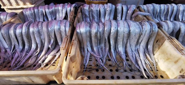 大連今日海鮮批發價格一覽表（9月3日大連開海第三天海鮮價格一覽）14