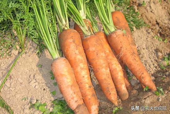 胡蘿蔔在幾伏天種最合适（可以種植胡蘿蔔了嗎）3