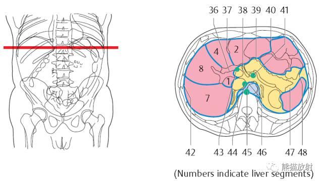 肝總管ct解剖位置（收藏上腹部CT斷層）15